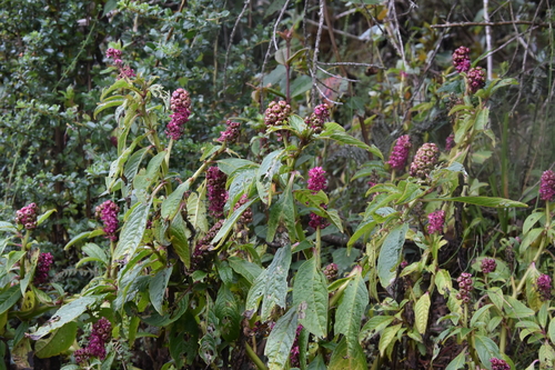 Southern pokeweed (Phytolacca bogotensis)
