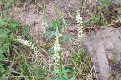 Melilotus albus