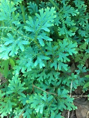 Selaginella uncinata