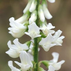Melilotus albus