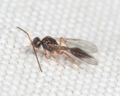 Aclista