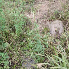 Melilotus albus