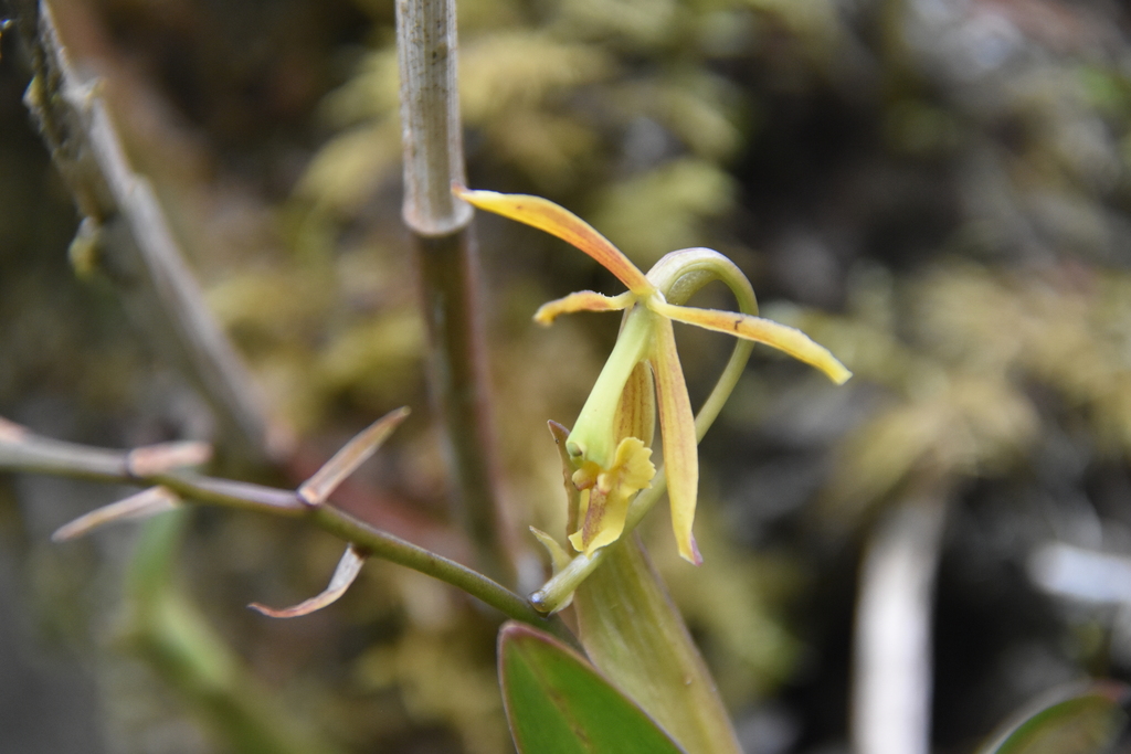 Epidendrum carlos-uribei Hágsater & E.Santiago
