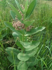 Asclepias syriaca