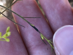 Asteromyia gutierreziae