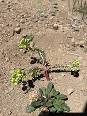 Euphorbia crenulata