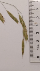 Bromus richardsonii