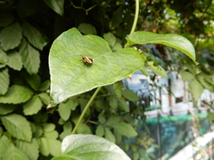 Choreutis xanthogramma