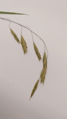 Bromus richardsonii