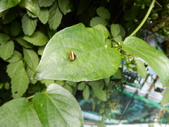 Choreutis xanthogramma