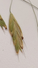 Bromus richardsonii