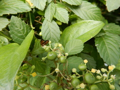 Choreutis xanthogramma