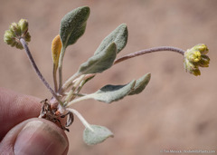 Eriogonum alexanderae