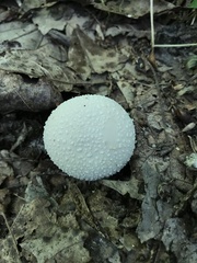 Lycoperdon caudatum