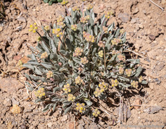 Eriogonum alexanderae