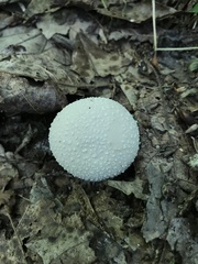 Lycoperdon caudatum