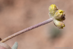 Eriogonum alexanderae