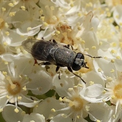 Myolepta strigilata