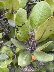 Stigmella oxyacanthella