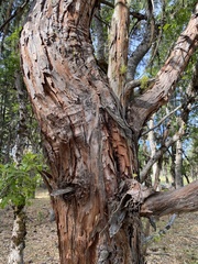 Calocedrus
