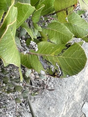 Stigmella oxyacanthella