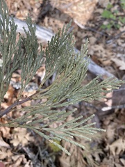 Calocedrus