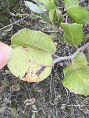 Stigmella oxyacanthella