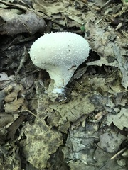 Lycoperdon caudatum