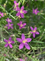 Zeltnera arizonica