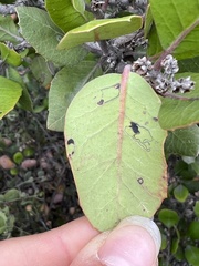 Stigmella oxyacanthella