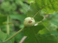 Phylloxera caryaemagna