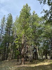 Calocedrus