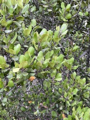 Stigmella oxyacanthella