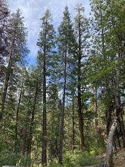 Calocedrus