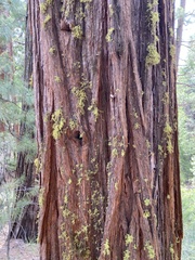 Calocedrus