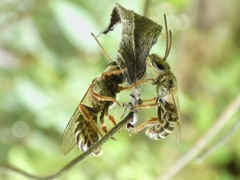 Halictus hesperus