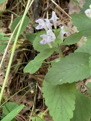 Scutellaria incana