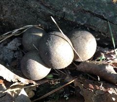 Fungi