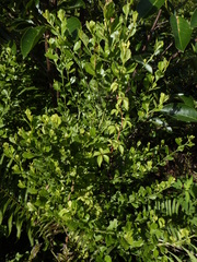 Baccharis halimifolia image