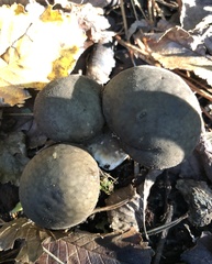 Fungi