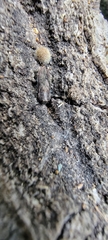 Phaenops