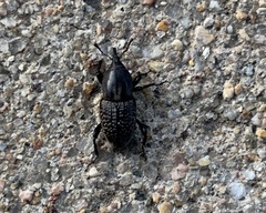 Sphenophorus cicatristriatus