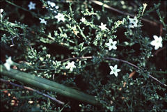 Cyphanthera myosotidea