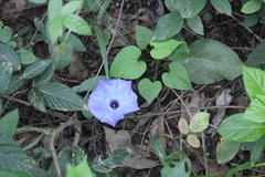 Ipomoea ophiodes