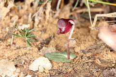 Corybas unguiculatus