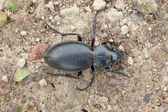 Carabus calleyi
