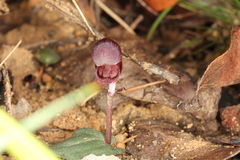 Corybas unguiculatus