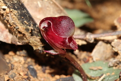 Corybas unguiculatus