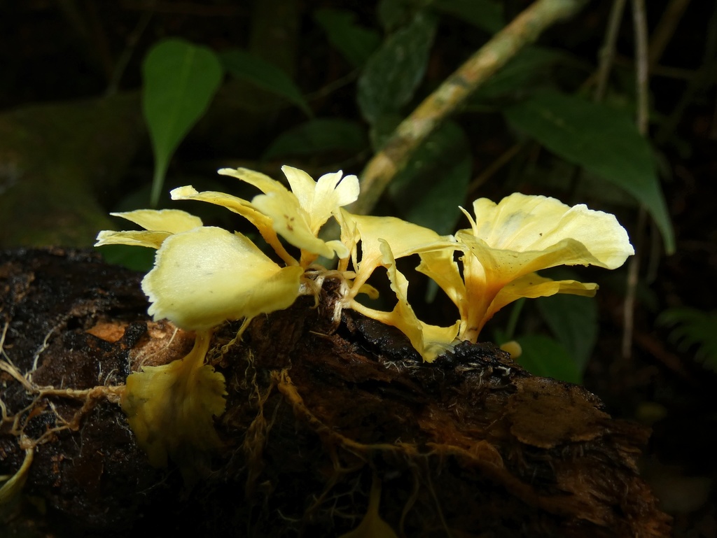 Cotylidia aurantiaca · June 2022 · photo: © squiresk (iNaturalist, cc-by)