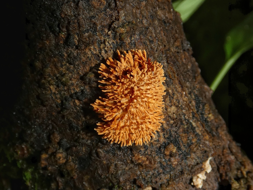 Echinoporia aculeifera